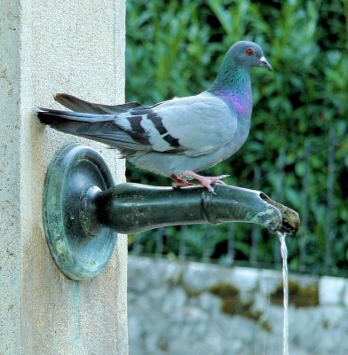  Thirsty Pigeon 1