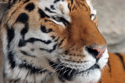 SIBERIAN TIGER CLOSE-UP (NOT WHERE YOU WOULD WANT TO BE)