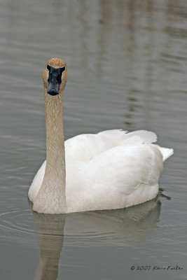 TRUMPETER PORTRAIT