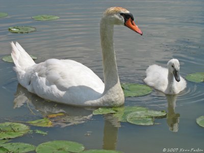 MUTE SWAN WITH  CYGNET
