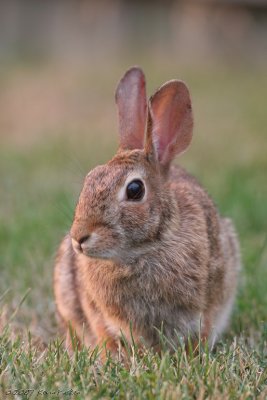 RETURN OF THE BACKYARD BUNNY