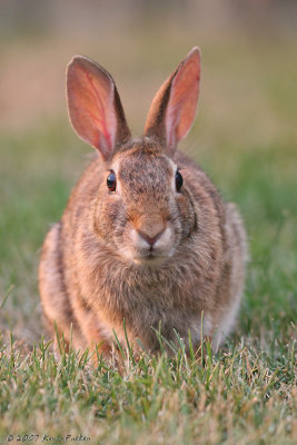 RETURN OF THE BACKYARD BUNNY 2