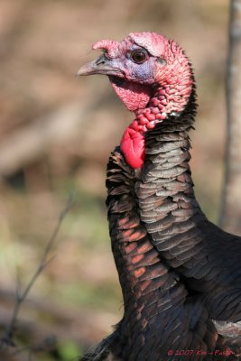 ANOTHER TURKEY ENCOUNTER