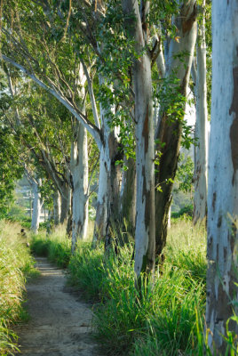 White Poplars Corridor