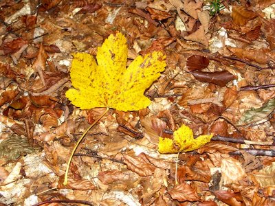 A20061015 014ak.jpg