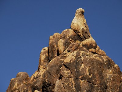 Bird Rock
