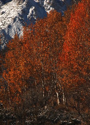 Autumn Red