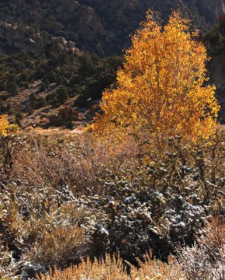 Buttermilk Gold