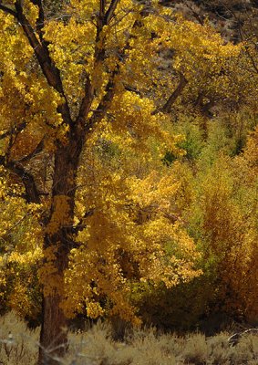 Fall Forest