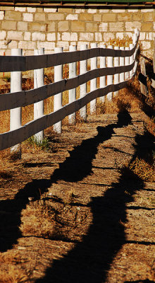 Fenced In