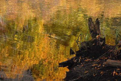 Reflections of Fall