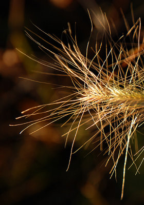 Prickly