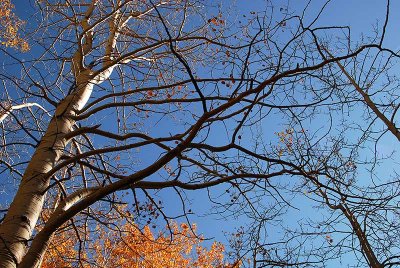  Dwindling Days of Autumn