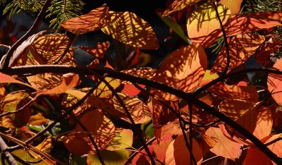  Nature's Patterns