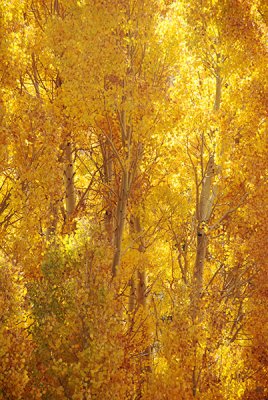  Impressions in Gold
