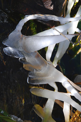  Ice Sculpture