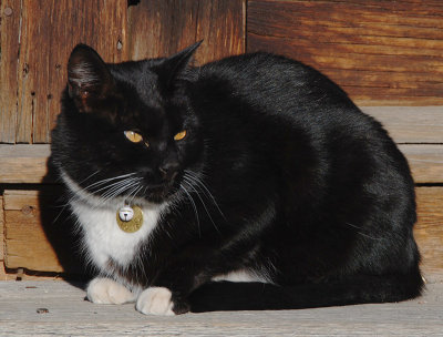 Willy:  Watchcat of Bodie