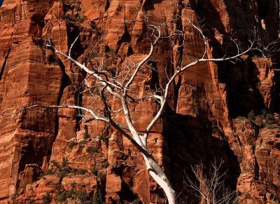  White Tree, Red Rock