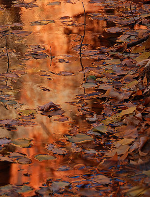  Red Rock Reflection