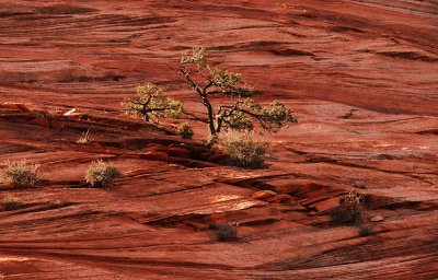  Rock Garden