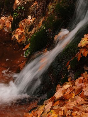 Autumn Leaves