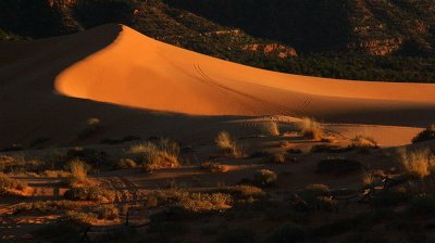  Tracks in the Sand