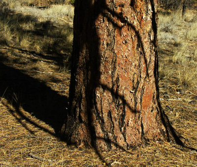  Trunk