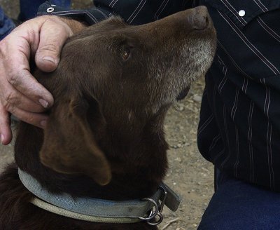 Man's Best Friend