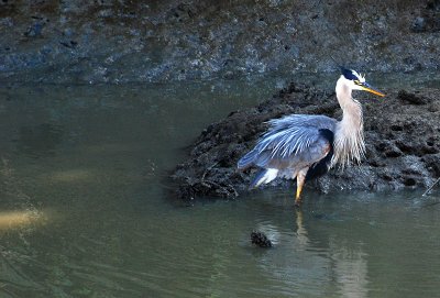  Blue Heron