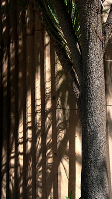  Tree and Shadow