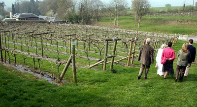 IMG_3681 Sugar Loaf Vineyard.jpg