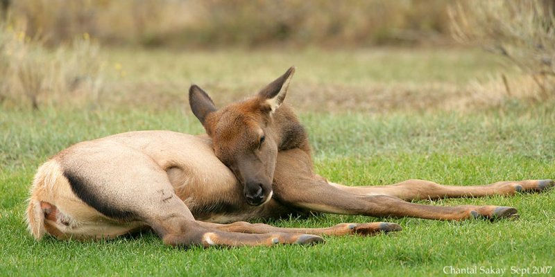 Elk-Baby-Sleeping-4193.jpg