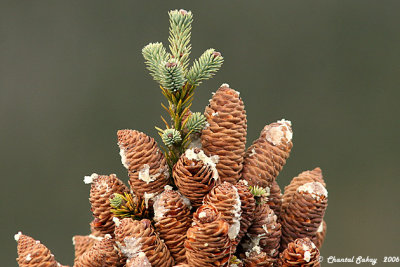 Pine Cones.jpg