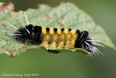 Spotted-Tussock-Moth-Caterp.jpg