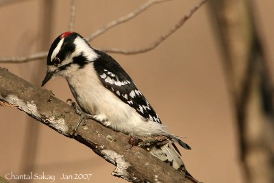 Downy Woodpecker