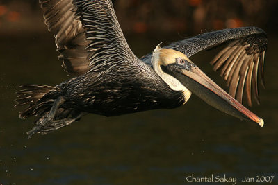 Brown Pelican