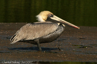 Brown Pelican