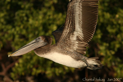 Brown Pelican