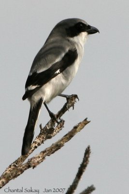 g6/82/65282/3/73741567.t8XZA6Pf.jpg
