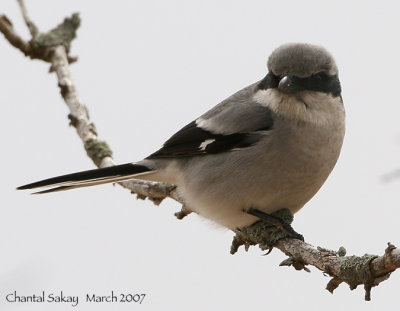 Loggerhead-Shrike