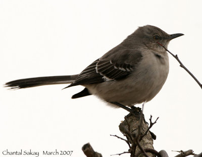 Northern-Mockingbird