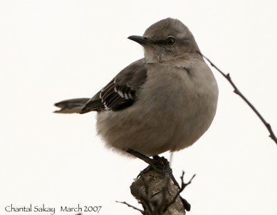 Northern-Mockingbird