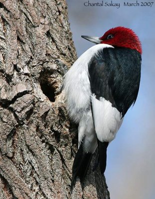 Red-headed-Woodpecker