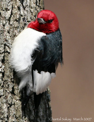 Red-headed-Woodpecker