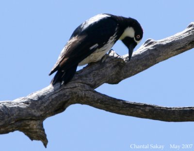 Acorn Woodpecker