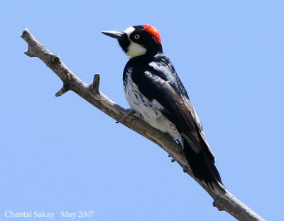 Acorn Woodpecker