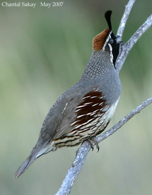 Gambel's Quail