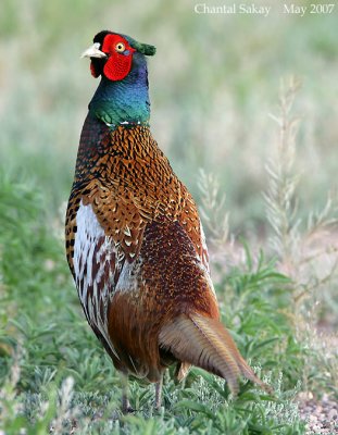 Ringed-necked Pheasant