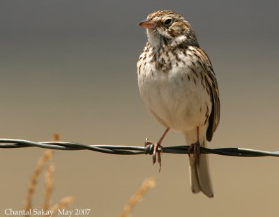 Vesper Sparrow