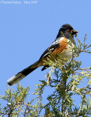 Spotted Towhee